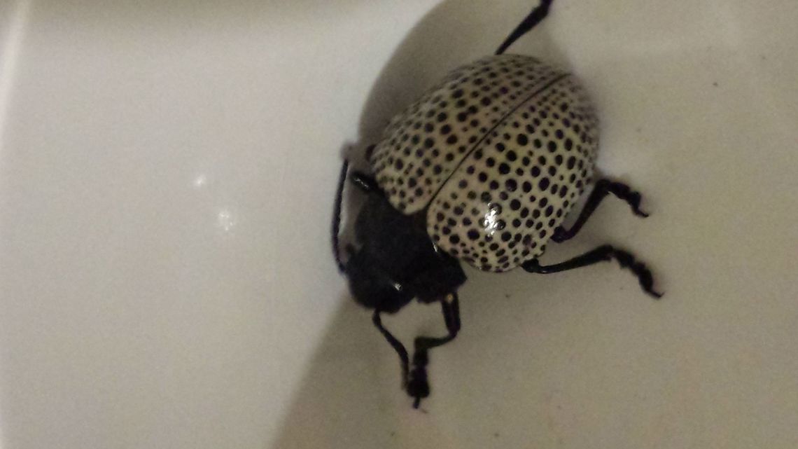 Fungus Beetle / black and white beetle its has a fully black head and thorax. its abdomen is white with tiny black dots lined up in rows. i took this picture in Trinidad.