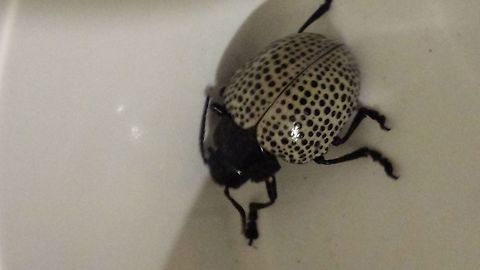 Fungus Beetle / black and white beetle its has a fully black head and thorax. its abdomen is white with tiny black dots lined up in rows. i took this picture in Trinidad.