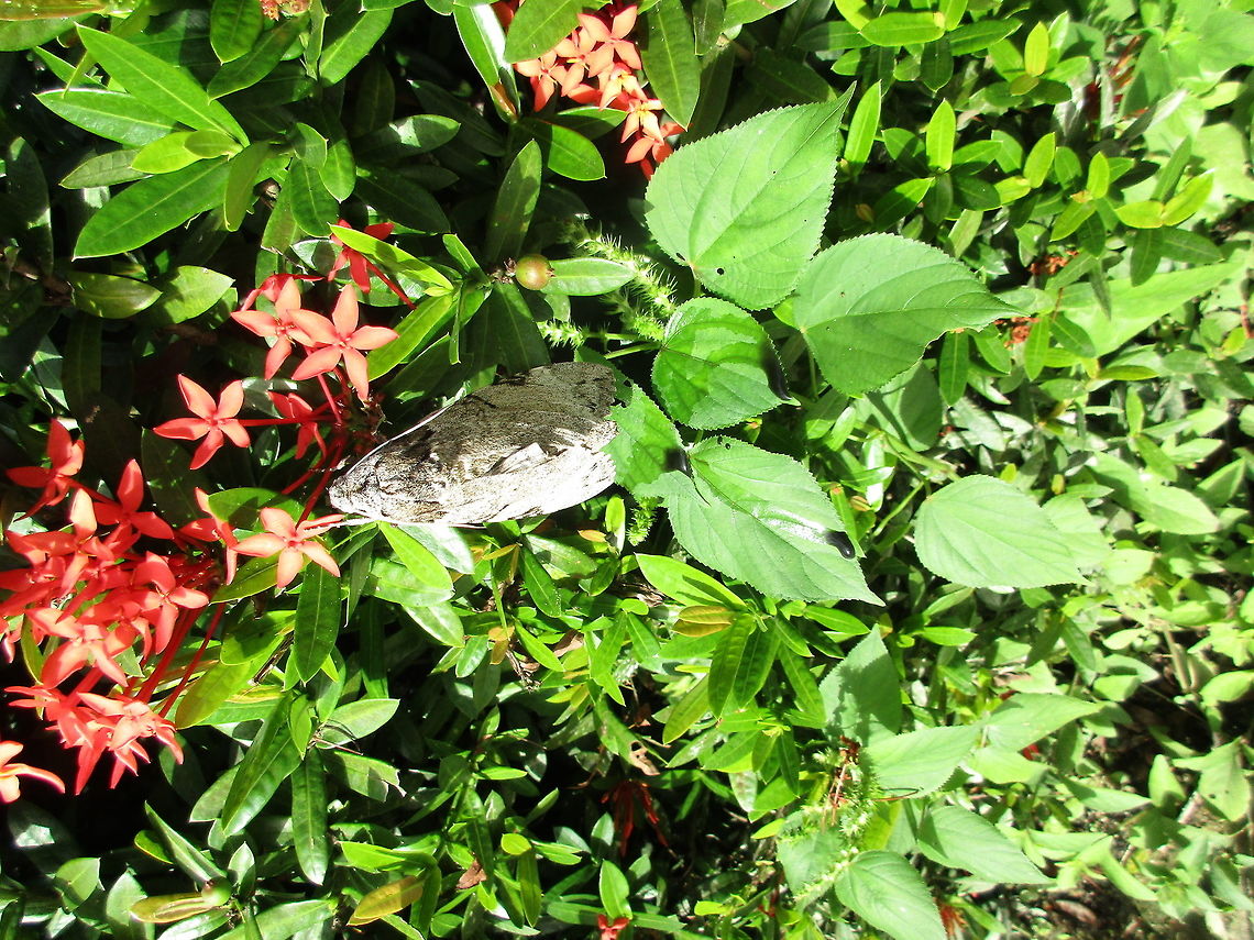 Pseudosphinx tetrio i know the picture isn't really clear but i had very little time, but this moth is black ,grey and white. Very Hairy. a black proboscis. a huge white abdomen and when flying its wings spread was about the size a baby's hand. It could be related to a family of Sphingidae. Pseudosphinx tetrio