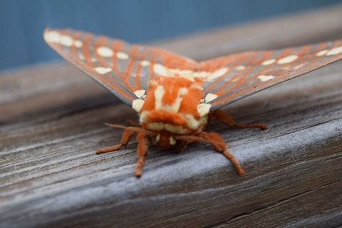 Royal Walnut Moth - fuzzy face! Royal Walnut Moth. Found this beauty outside of my office in July 2015. Citheronia regalis,Regal Moth
