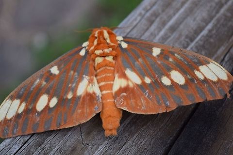 Royal Walnut Moth - fuzzy face 2! July 2015 Citheronia regalis,Regal Moth