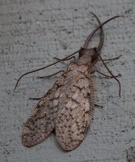 Giant dobson fly Found early morning, hanging about  Corydalus cornutus,Geotagged,Summer,United States
