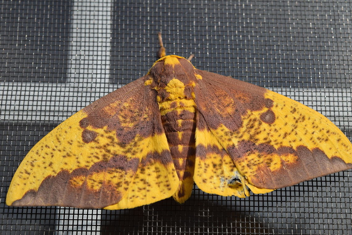 imperial2 Saw lots of Imperial Moths this summer.  Giant flood lights bring them in. Eacles imperialis,Imperial moth,moth week 2018