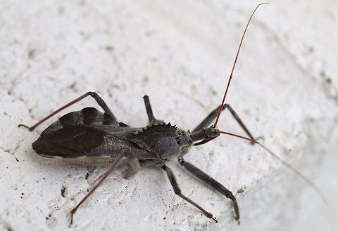 wheelbug2 Found this guy hanging out outside my window.  Aggressive and painful if they get you, but awesome hunters!  Arilus cristatus,Geotagged,Summer,United States,Wheel bug