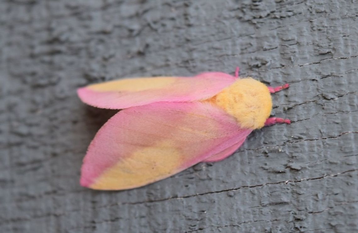 rosy_maple So tiny, but very pretty and fuzzy!  Dryocampa rubicunda,Rosy maple moth