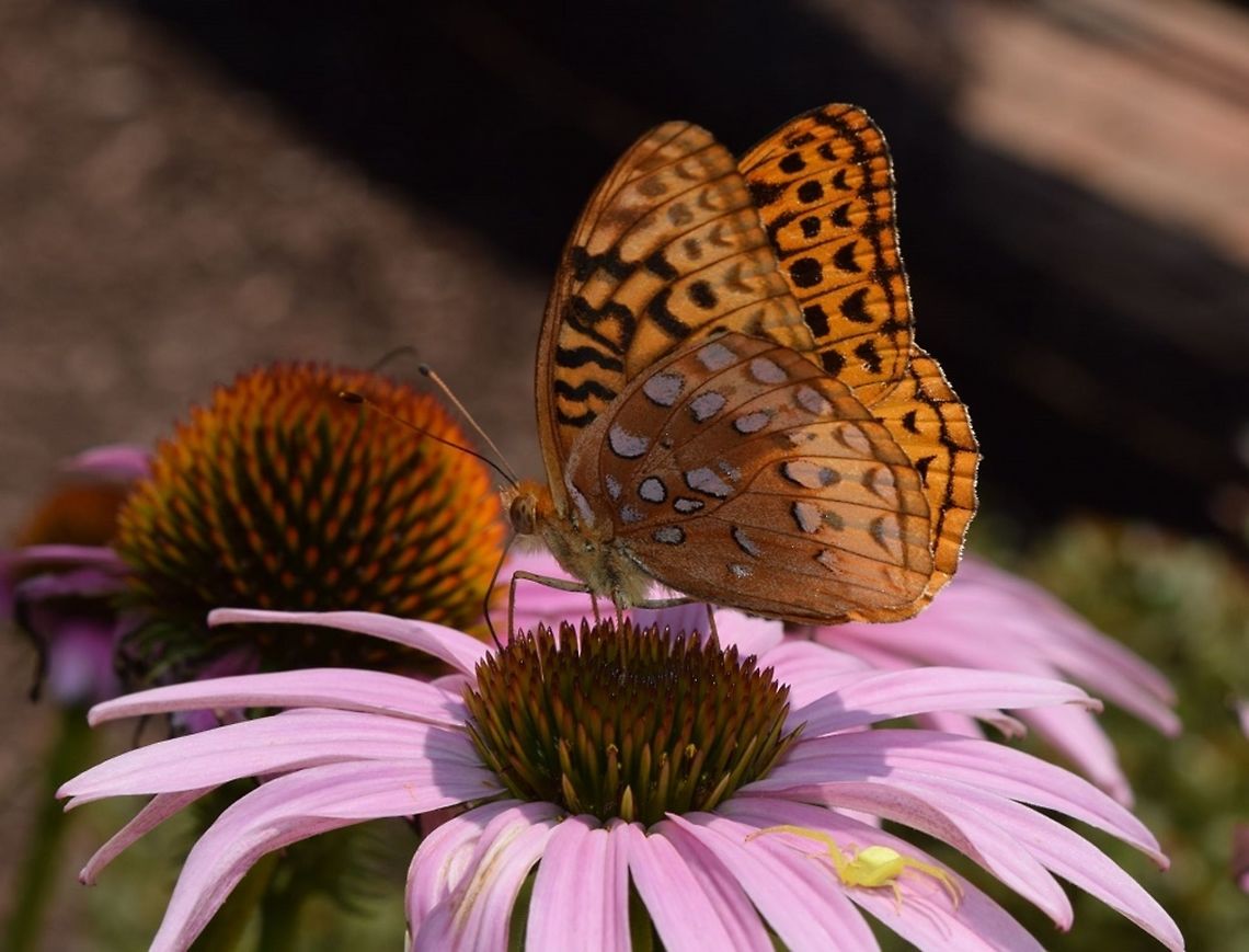 butterfly I thought Painted Lady (?).  Any help on this one.  I didnt notice the tiny photo bomber until after I uploaded.  I love her tiny little face!  Geotagged,Great Spangled Fritillary,Speyeria cybele,Summer,United States