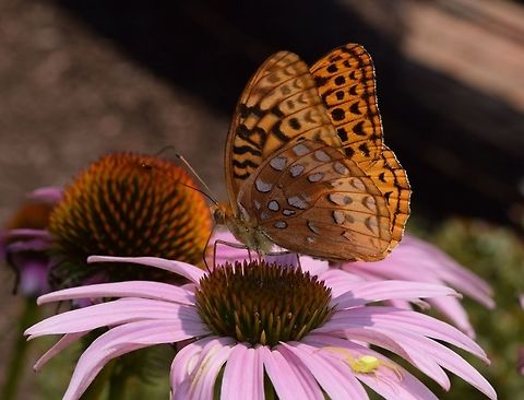 butterfly I thought Painted Lady (?).  Any help on this one.  I didnt notice the tiny photo bomber until after I uploaded.  I love her tiny little face!  Geotagged,Great Spangled Fritillary,Speyeria cybele,Summer,United States