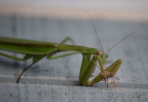 Mantis and her weevil. Wild mantis hanging out on our building for a few weeks.  She grabbed this weevil, then spit it out after one bite.  I guess weevils dont taste too good.   Carolina Mantis,Chinese mantis,Stagmomantis carolina,Tenodera sinensis