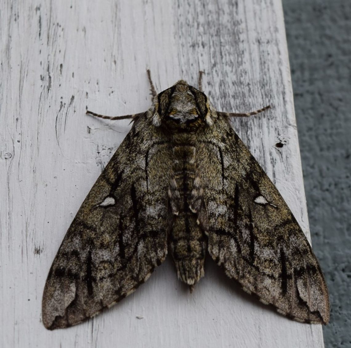 Catalpa Sphinx Moth? Not sure of the kind?   Found a ton of these hanging on the building this summer <br />
EDIT - I think its a Catalpa Sphinx.   Catalpa Sphinx,Catalpa speciosa,Ceratomia catalpae,Geotagged,Northern catalpa,Summer,United States