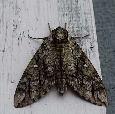Catalpa Sphinx Moth? Not sure of the kind?   Found a ton of these hanging on the building this summer 
EDIT - I think its a Catalpa Sphinx.   Catalpa Sphinx,Catalpa speciosa,Ceratomia catalpae,Geotagged,Northern catalpa,Summer,United States