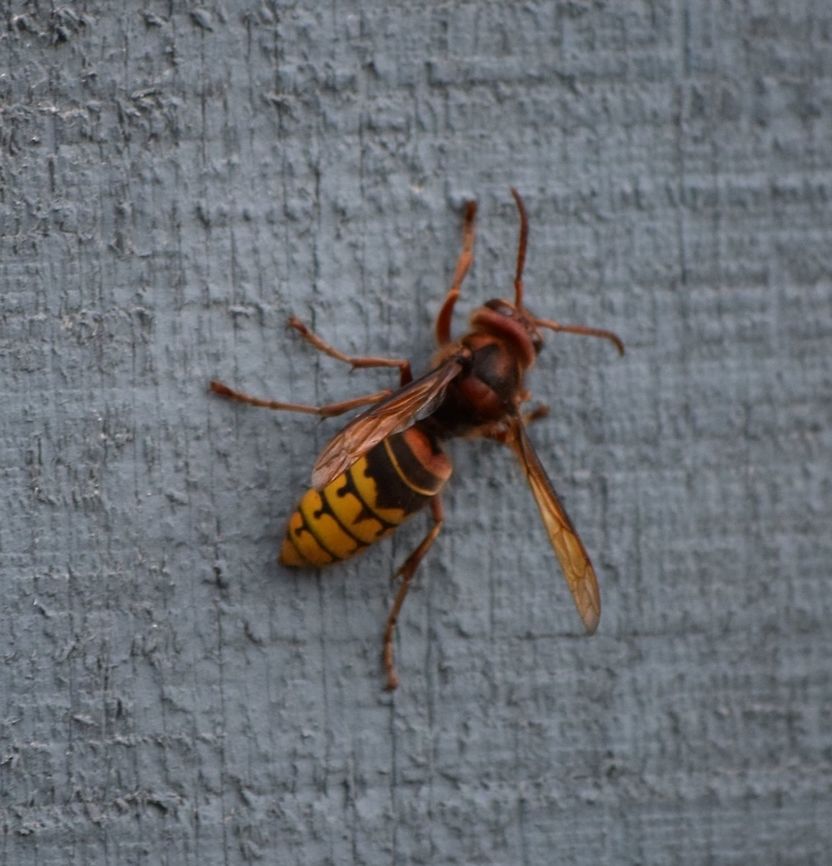 hornet3 Big ole European hornet.  There is a giant nest around here some where, I see them every day. European Hornet,Vespa crabro