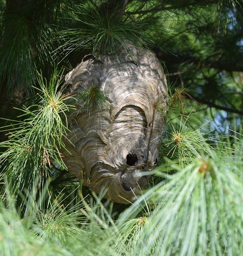 Gorgeous! Beautiful bald-face hornets nest I found this summer.  Very active - very cool!  Bald-faced hornet,Dolichovespula maculata