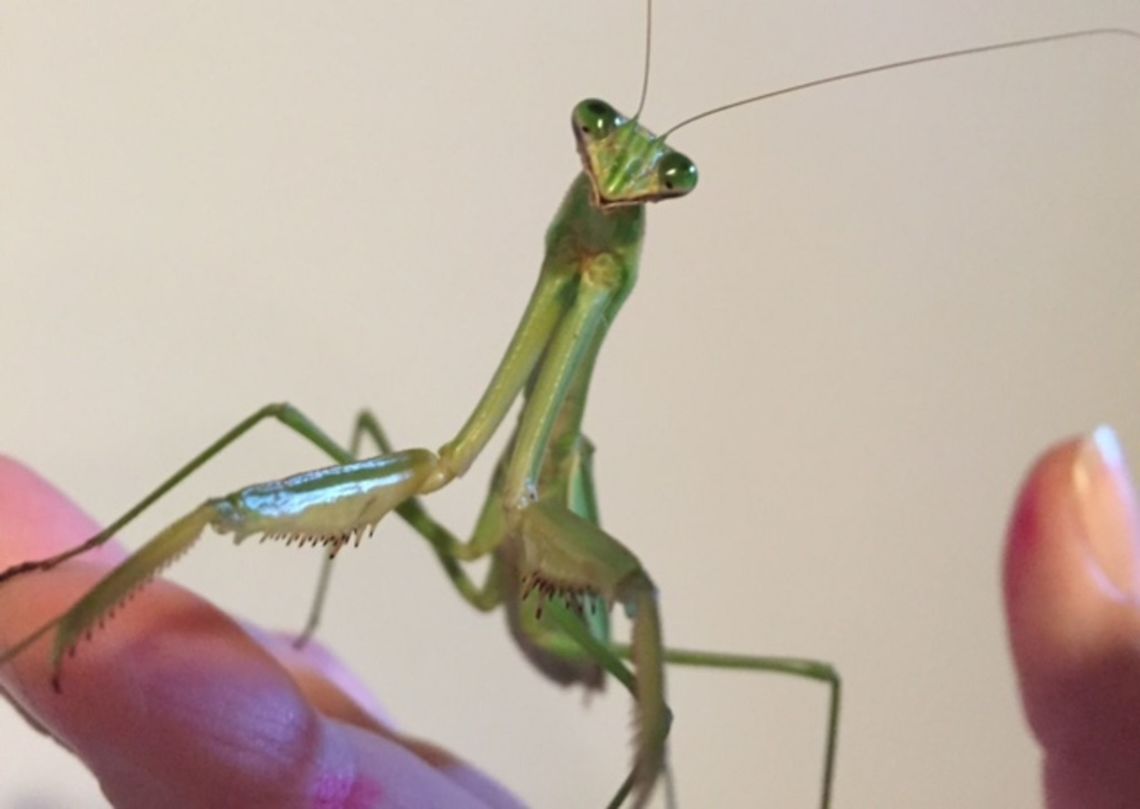 Matilda This is Matilda, my winter mantis.  Each year, I try to take in a mantis before the winter comes.  So far, Matilda has produced 2 egg masses!   Carolina Mantis,Stagmomantis carolina