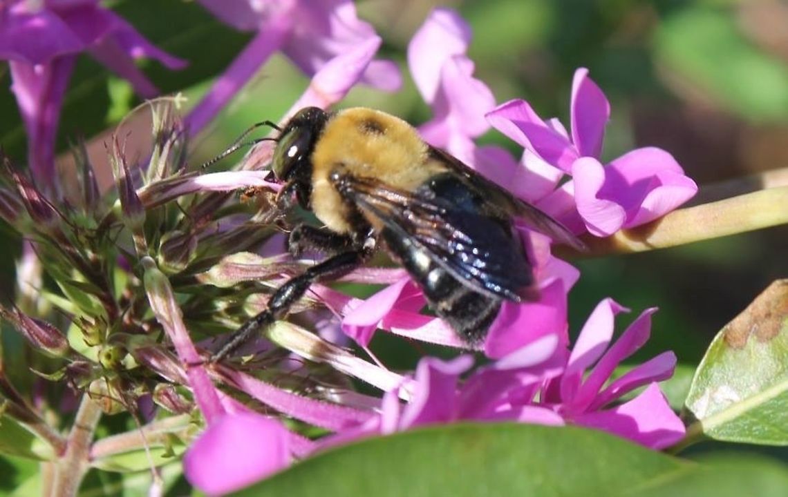 Chubby bumble bee Feeding on summer phlox nectar.   Eastern Carpenter Bee,Xylocopa virginica