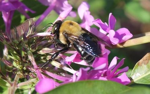 Chubby bumble bee Feeding on summer phlox nectar.   Eastern Carpenter Bee,Xylocopa virginica