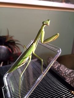 Matilda7 Another picture of Matilda.  Isnt she pretty?   Carolina Mantis,Stagmomantis carolina