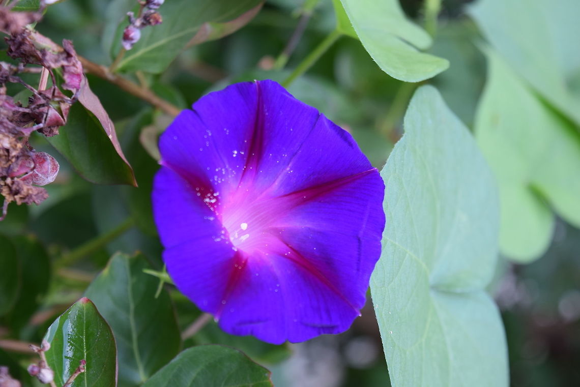 Morning Glory A beautiful purple morning glory flower laden with pollen.  Snapped this during a walk this summer.   Common Morning Glory,Ipomoea purpurea