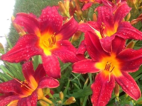 daylily Bright red daylily.  Sorry for the pic quality - taken with my phone during a walk.