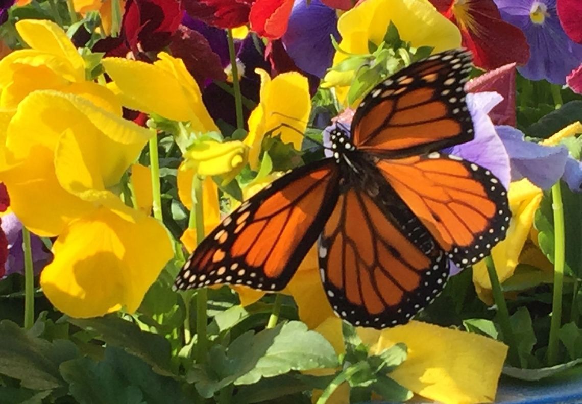 Monarch Snapped this at work, a traveler on her way to Mexico.  Sorry for the quality - phone picture!   Danaus plexippus,Monarch butterfly