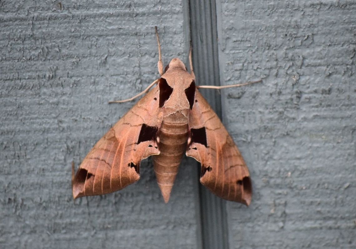 Achemon sphinx Early morning, hanging out below the flood lights.  Very pretty!  Eumorpha achemon,Geotagged,Summer,United States