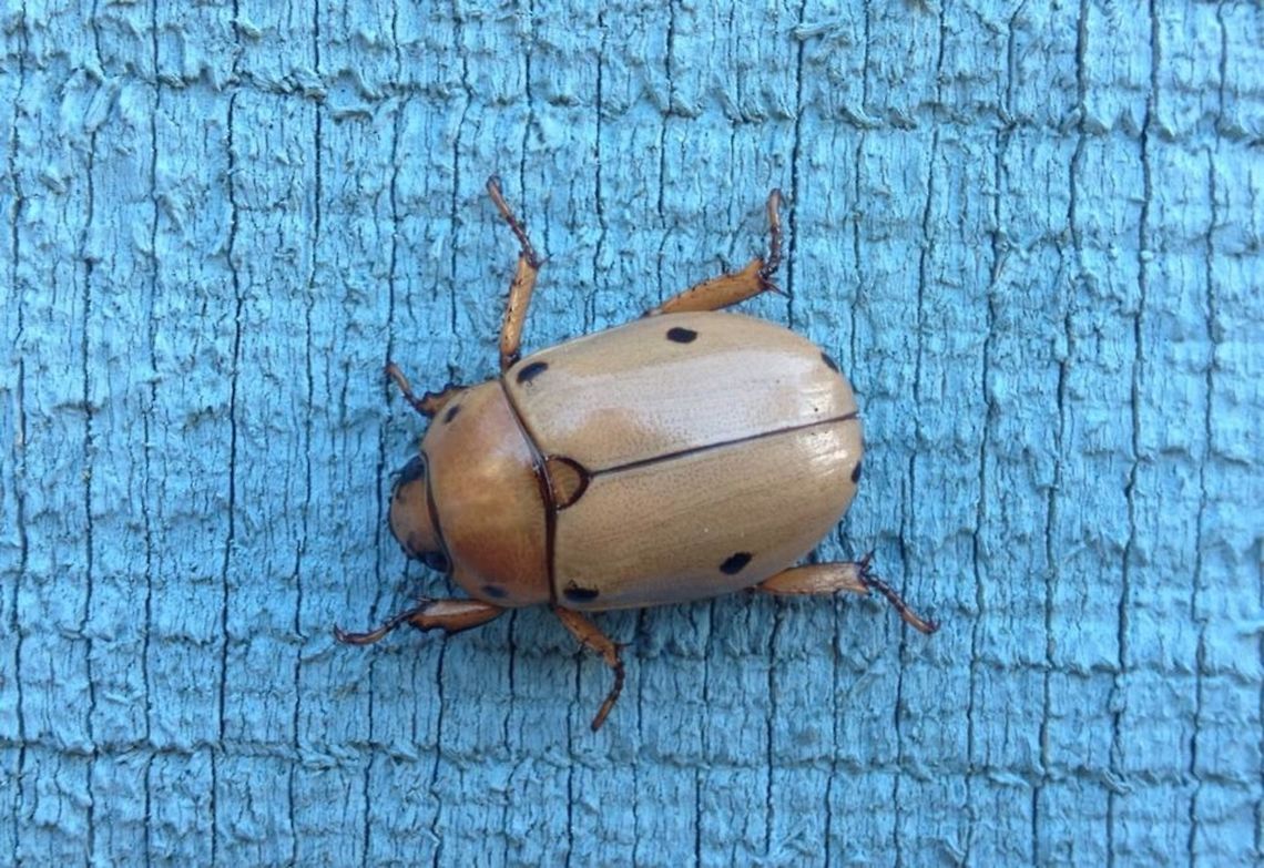grapevine_beetle Spotted Grapevine Beetle.  Neat!  Geotagged,Grapevine beetle,Pelidnota punctata,United States