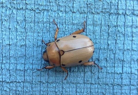 grapevine_beetle Spotted Grapevine Beetle.  Neat!  Geotagged,Grapevine beetle,Pelidnota punctata,United States