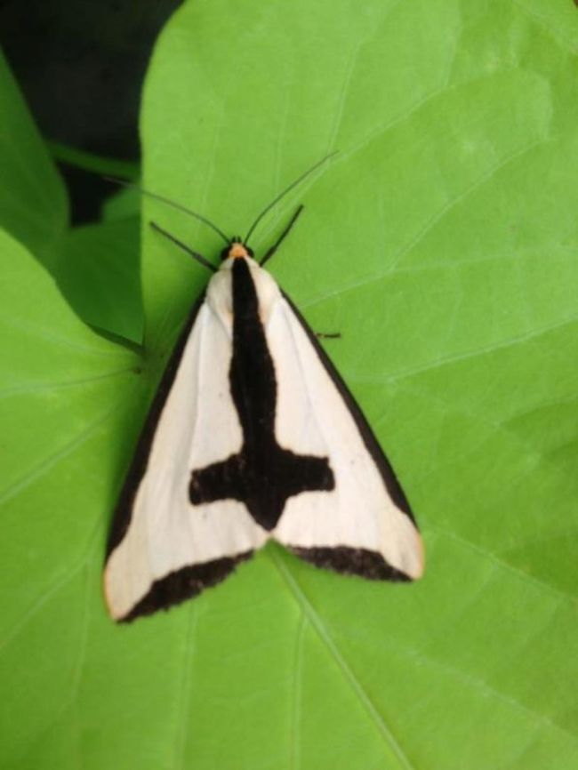 clymene_moth Only one I have ever seen, hanging around on my sweet potato vine in a planter.  Very pretty !  Clymene Moth,Geotagged,Haploa clymene,United States
