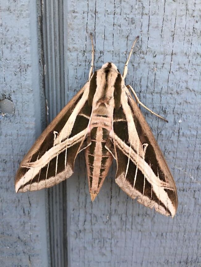 sphinx_moth Banded Sphinx moth found early morning.   Eumorpha fasciatus,Geotagged,United States