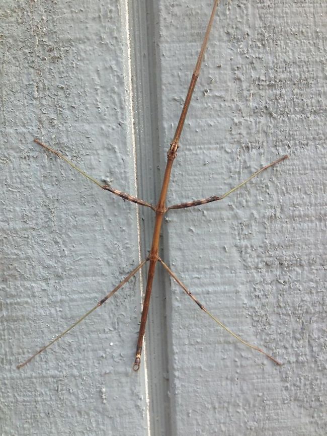 walking_stick The only walking stick I have ever seen, in person.  She was so fun to play with, very curious.   Common walkingstick,Diapheromera femorata,Geotagged,Medauroidea extradentata,United States,Vietnamese Walking Stick