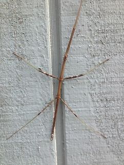 walking_stick The only walking stick I have ever seen, in person.  She was so fun to play with, very curious.   Common walkingstick,Diapheromera femorata,Geotagged,Medauroidea extradentata,United States,Vietnamese Walking Stick