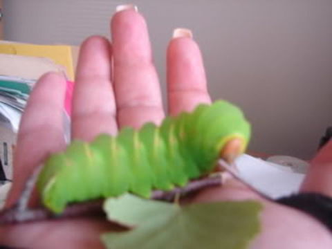 fat caterpillar Sorry for the poor quality, old photo.   Polyphemus Moth caterpillar I raised in 2008.   Antheraea polyphemus,Geotagged,Polyphemus moth,Summer,United States