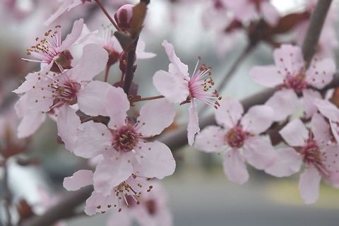 cherry blossoms Tiny, pale pink cherry blossoms taken earlier this spring.   Cherry plum,Geotagged,Prunus cerasifera,Spring,United States