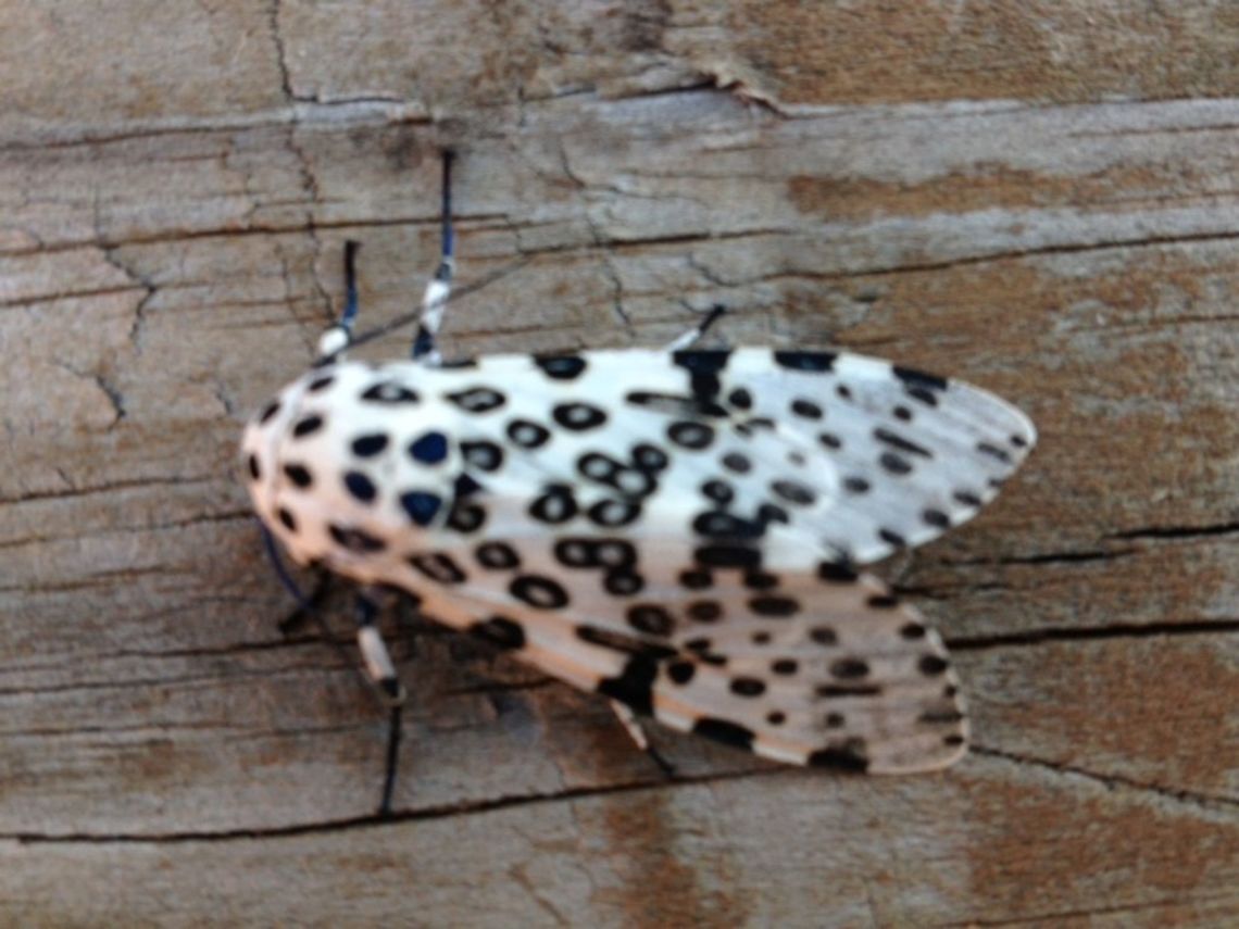 Leopard Moth Sorry for the terrible pic.  Was an unexpected snap one morning.  I havent seen one since this photo was taken this summer.   Geotagged,Giant Leopard Moth,Hypercompe scribonia,Summer,United States