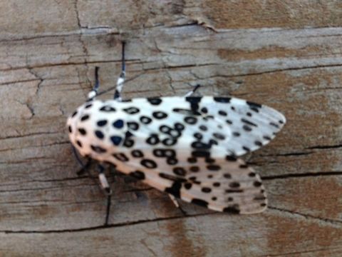 Leopard Moth Sorry for the terrible pic.  Was an unexpected snap one morning.  I havent seen one since this photo was taken this summer.   Geotagged,Giant Leopard Moth,Hypercompe scribonia,Summer,United States