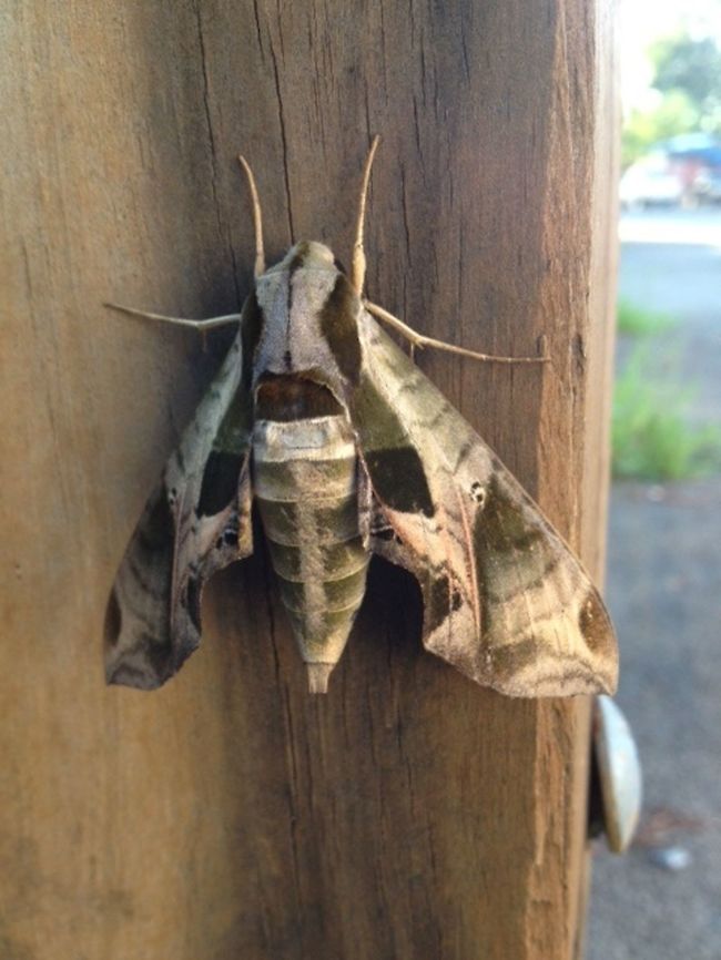 Pandora Sphinx moth Another early morning visitor this summer.  My office is the best bug hunting location yet!  Eumorpha pandorus,Geotagged,Pandora sphinx,Summer,United States