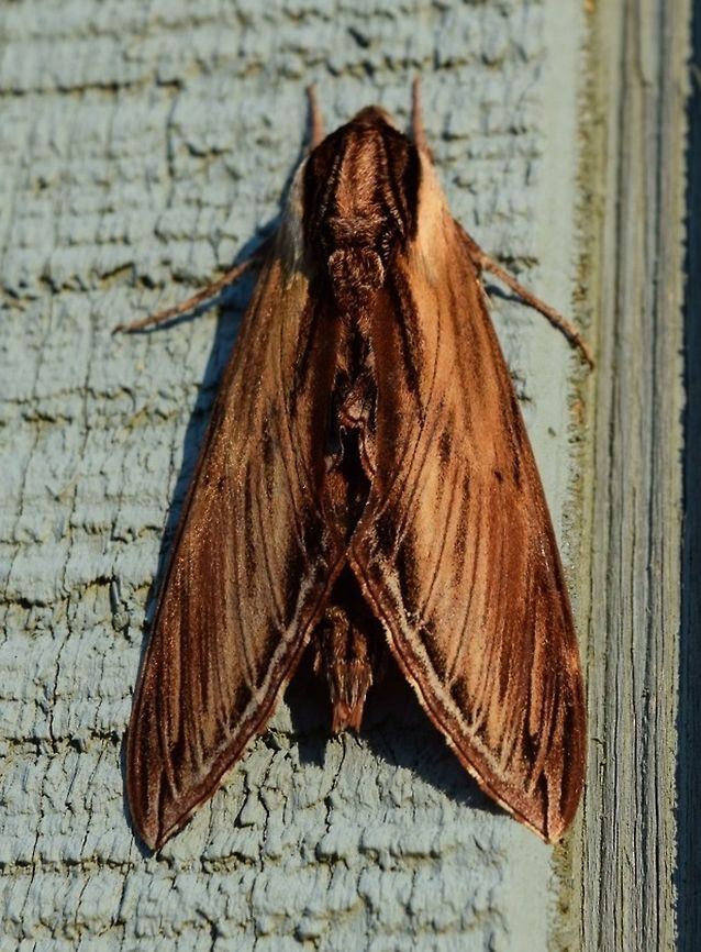 Type of Sphinx moth? Not sure - cant find the ID on this one.   Geotagged,Sphinx kalmiae,Summer,United States