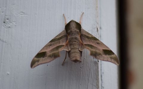 Virginia Creeper Sphinx Moth Took a bit to find the ID on this little guy.  Another summer sphinx moth that was hanging out on the building this summer.   Darapsa myron,Geotagged,Summer,United States,Virginia creeper sphinx moth