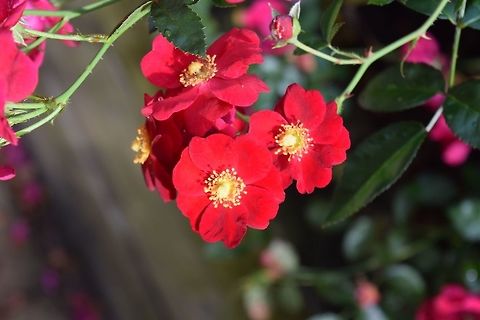 Tiny red rose Single blossom rose Geotagged,Summer,United States