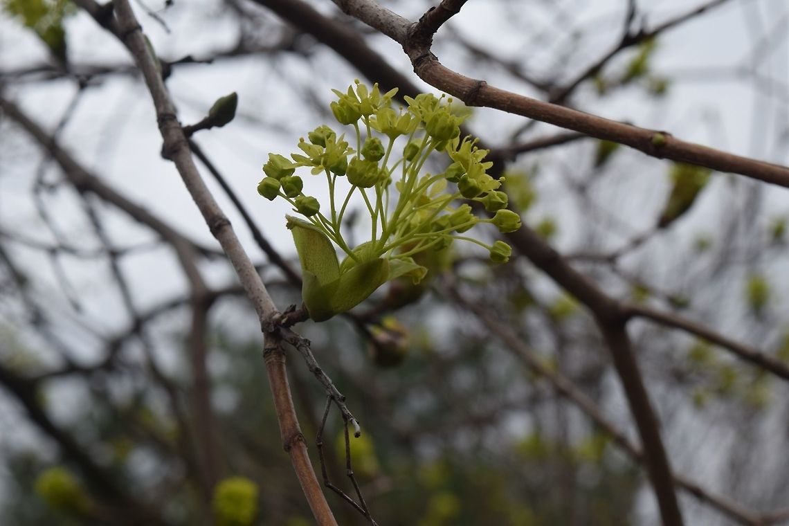 Norway Maple in flower Early spring - Norway Maple in flower.  Very showy on a big tree covered in yellow blooms.   Acer platanoides,Geotagged,Spring,United States,acer platanoides