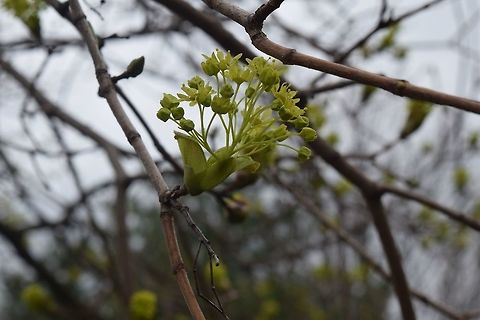 Norway Maple in flower Early spring - Norway Maple in flower.  Very showy on a big tree covered in yellow blooms.   Acer platanoides,Geotagged,Spring,United States,acer platanoides