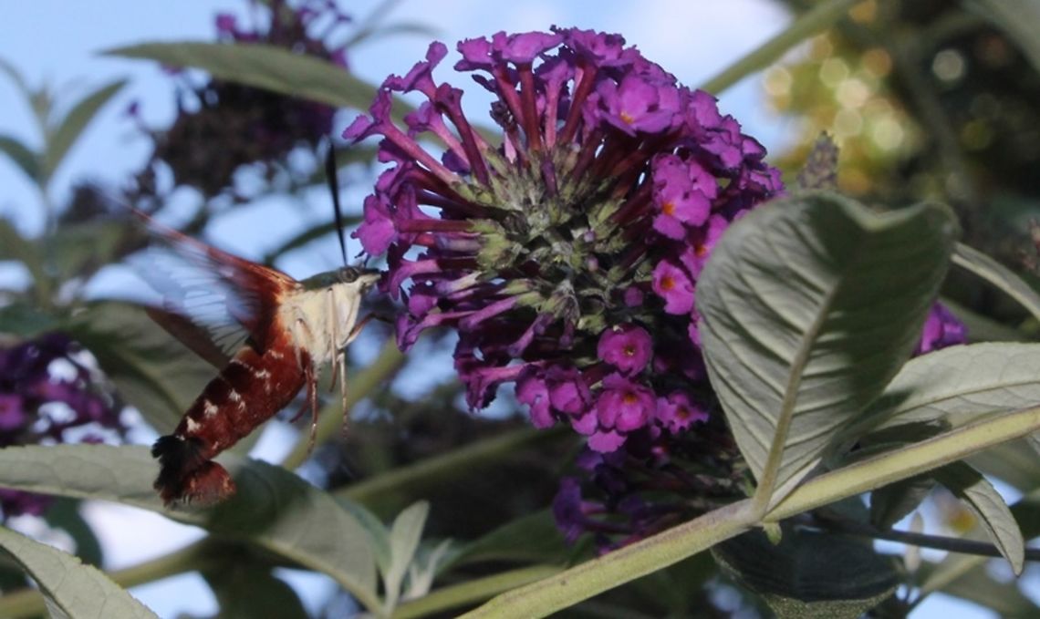 Hemaris Corrections:  Taken a few years ago at Oatlands Plantation in Virginia.  Feeding on butterfly bush.  one of my favorite insects!  Geotagged,Hemaris thysbe,Hummingbird Clearwing,Summer,United States