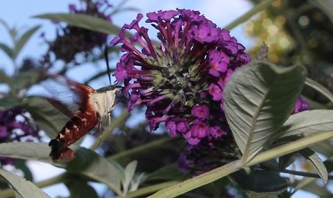 Hemaris Corrections:  Taken a few years ago at Oatlands Plantation in Virginia.  Feeding on butterfly bush.  one of my favorite insects!  Geotagged,Hemaris thysbe,Hummingbird Clearwing,Summer,United States