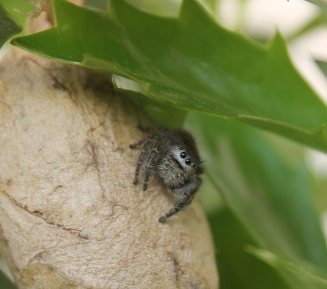 jumping_spider Teeny tiny jumping spider found on an over-wintering egg mass in a holly tree.  Too small for me to identify.   Geotagged,Phidippus audax,Spring,United States