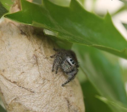 jumping_spider Teeny tiny jumping spider found on an over-wintering egg mass in a holly tree.  Too small for me to identify.   Geotagged,Phidippus audax,Spring,United States
