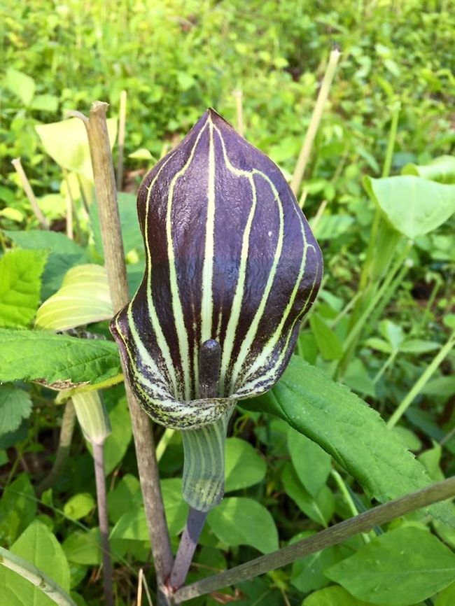 Jack in the Pulpit Found at Manassas Battlefield  Arisaema triphyllum,Geotagged,United States,jack-in-the-pulpit
