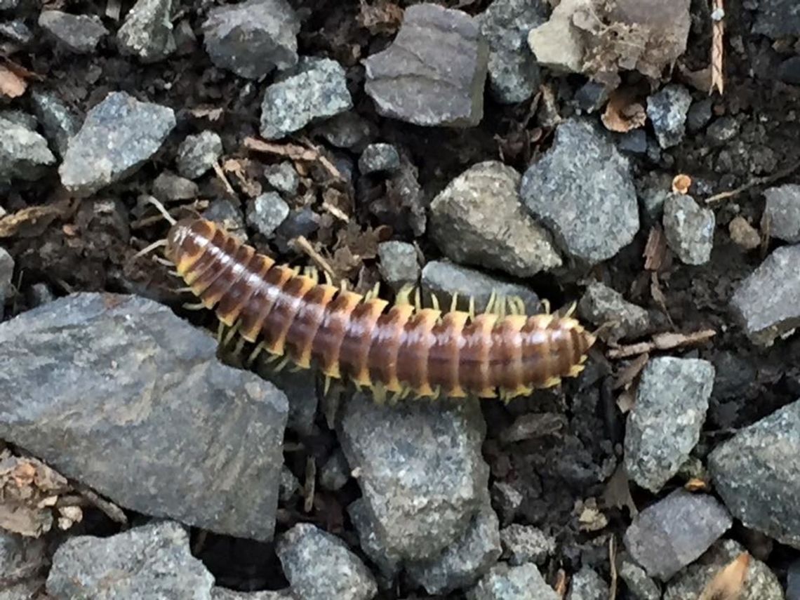 Appalachioria separanda calcaria I believe its Appalachioria separanda calcaria or similar.  Having a hard time ID'ing it.   Geotagged,United States