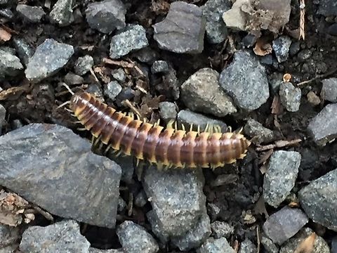 Appalachioria separanda calcaria I believe its Appalachioria separanda calcaria or similar.  Having a hard time ID'ing it.   Geotagged,United States