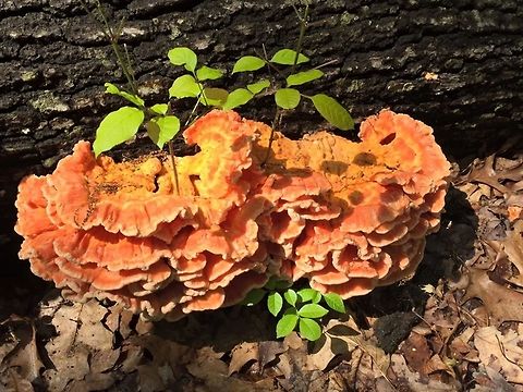 fungus  Geotagged,United States,bracket fungus,fungus