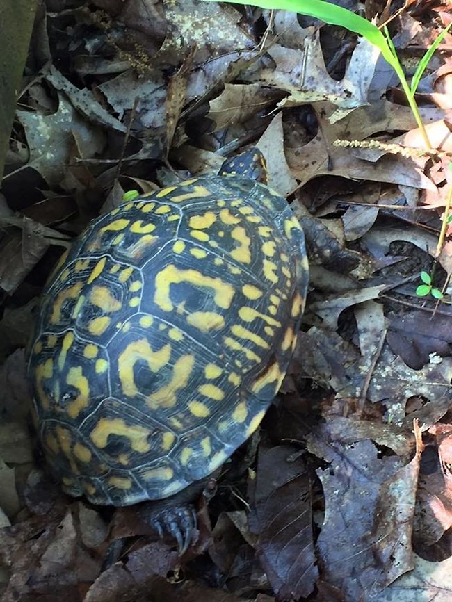Common Box Turtle Found this beautiful turtle while hiking this spring. Common box turtle,Geotagged,Terrapene carolina,United States