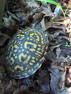 Common Box Turtle Found this beautiful turtle while hiking this spring. Common box turtle,Geotagged,Terrapene carolina,United States